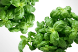 Are There Any Health Benefits to a Plant-Based Diet?